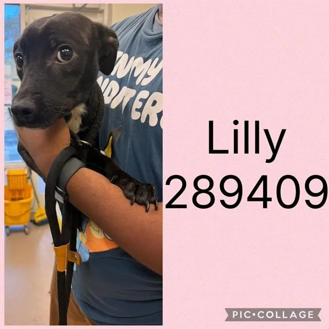 A baby small-sized female Mixed Breed dog named Lilly for adoption in Macon, GA