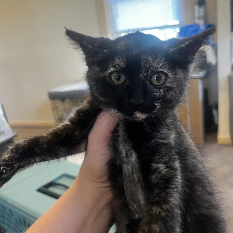 A baby small-sized female Tortoiseshell Domestic Short Hair cat named Bee for adoption in Pasadena , MD