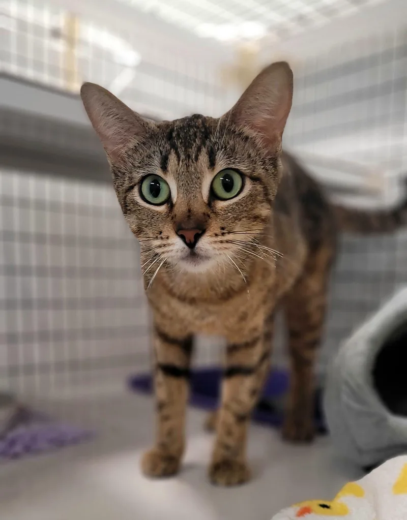 A young medium-sized female Torbie Domestic Short Hair cat named Petunia for adoption in Kirkland, WA