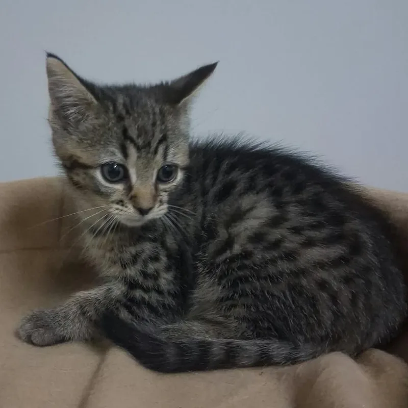 A baby small-sized female Domestic Short Hair cat named Scarlet for adoption in Elizabeth City, NC
