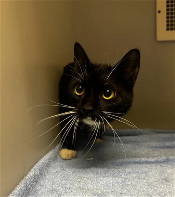A young medium-sized female Domestic Short Hair cat named Billie for adoption in Statesville, NC