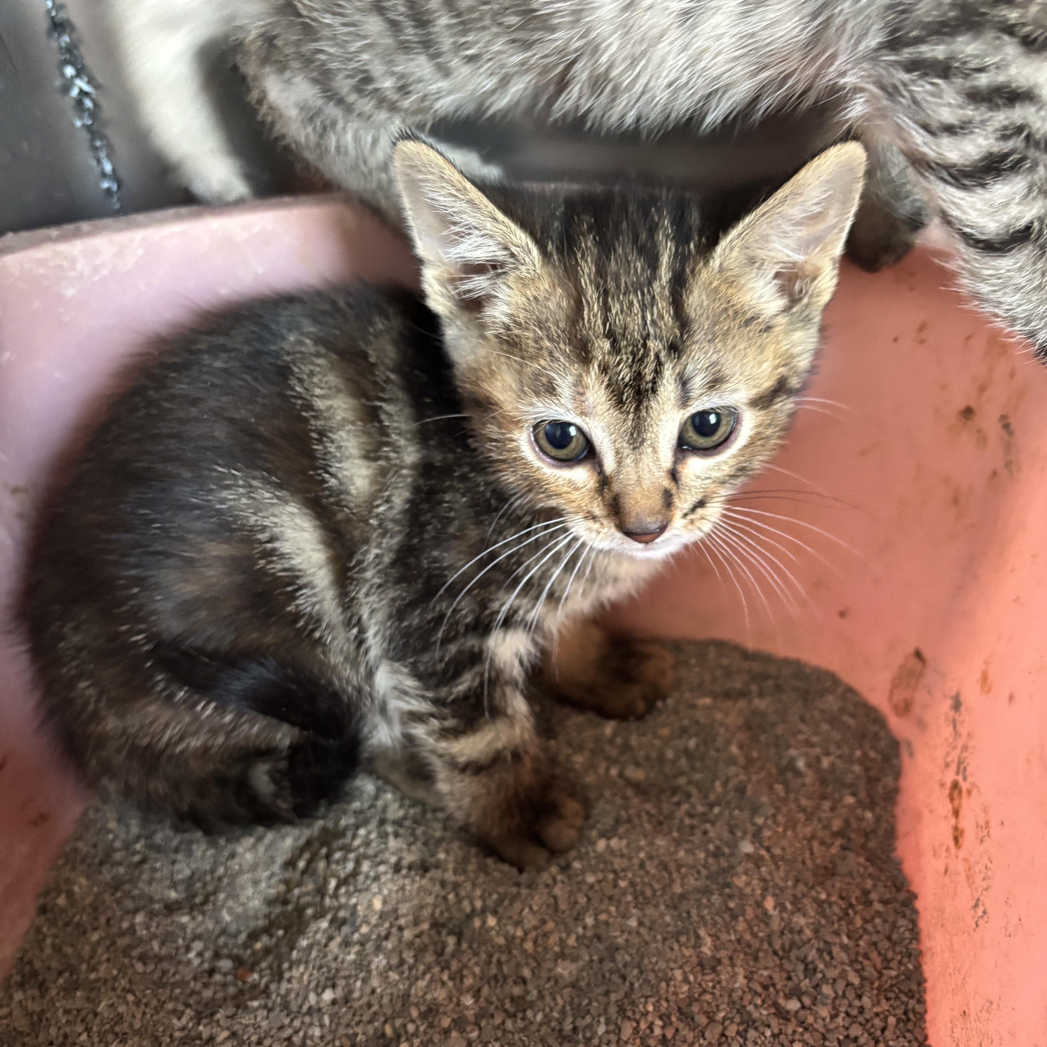 A baby small-sized female Gray & White Domestic Short Hair cat named May for adoption in Deming, NM
