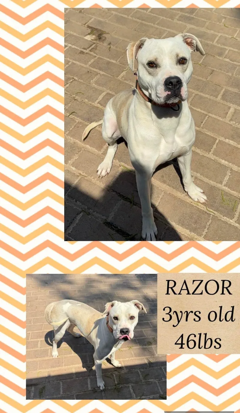 An adult medium-sized male Mixed Breed dog named Razor for adoption in Holbrook, NY
