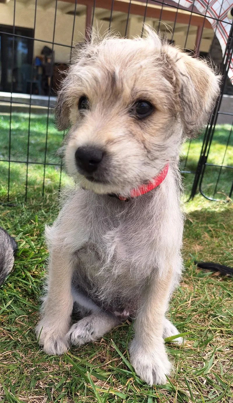 A baby small-sized male Terrier dog named Buster for adoption in Corona, CA