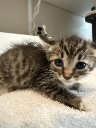 A baby small-sized female Domestic Short Hair cat named SweeTart for adoption in River Ridge, LA
