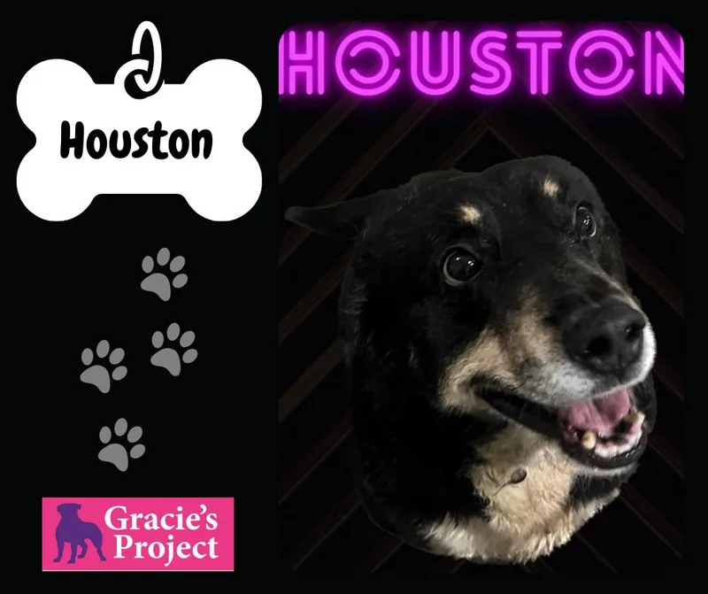 A senior medium-sized male Tricolor (Brown, Black, & White) Mixed Breed dog named Houston for adoption in Canyon, TX