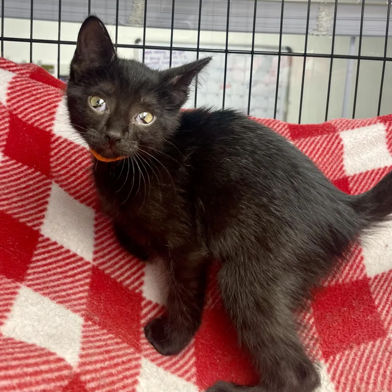A young medium-sized female Black Domestic Short Hair cat named Helios for adoption in Plano, TX