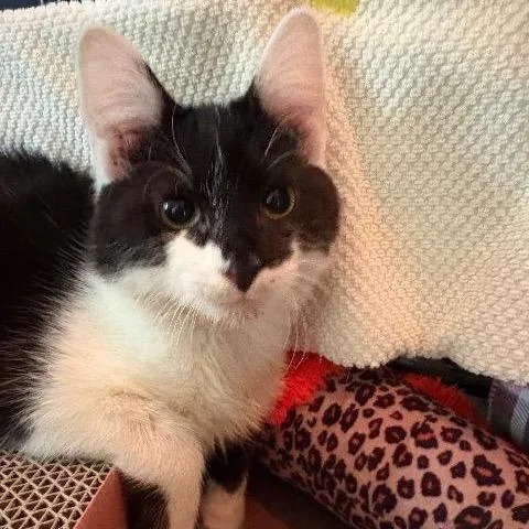 A young small-sized male Domestic Short Hair cat named Little Bird for adoption in Cincinnati, OH