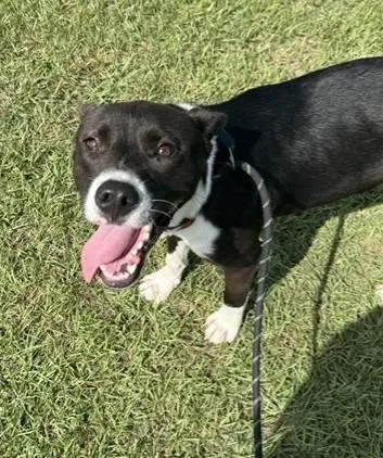 A young medium-sized male Terrier dog named Floyd for adoption in Springfield, GA