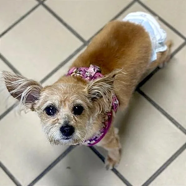 A senior small-sized female Yellow / Tan / Blond / Fawn Yorkshire Terrier dog named Puff for adoption in Lufkin, TX