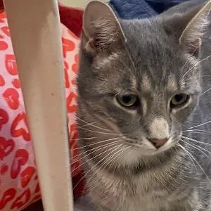 An adult medium-sized male Domestic Medium Hair cat named Morrie for adoption in Kankakee, IL