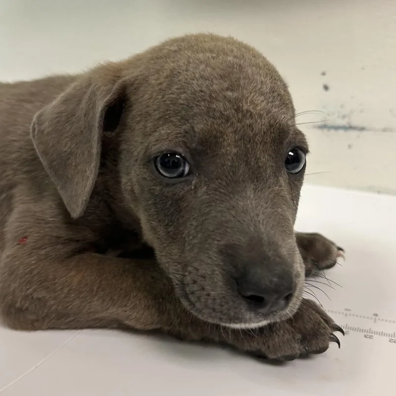A baby small-sized male Gray / Blue / Silver Mixed Breed dog named Blaze for adoption in Charleston, WV