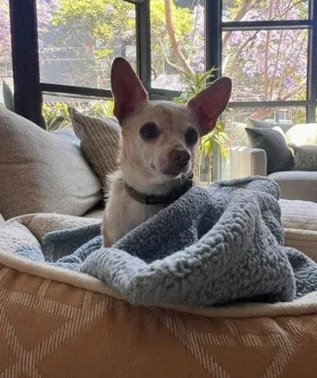 A senior small-sized female Chihuahua dog named Banana for adoption in San Diego, CA