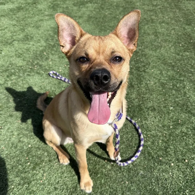 An adult medium-sized male Yellow / Tan / Blond / Fawn Mixed Breed dog named Reela for adoption in Mission Hills, CA
