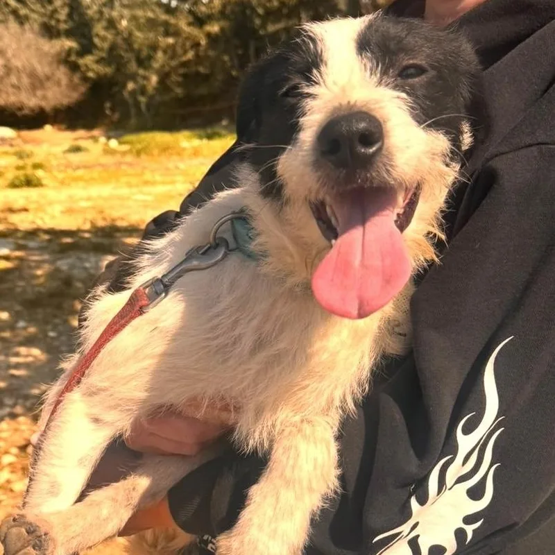 Tino