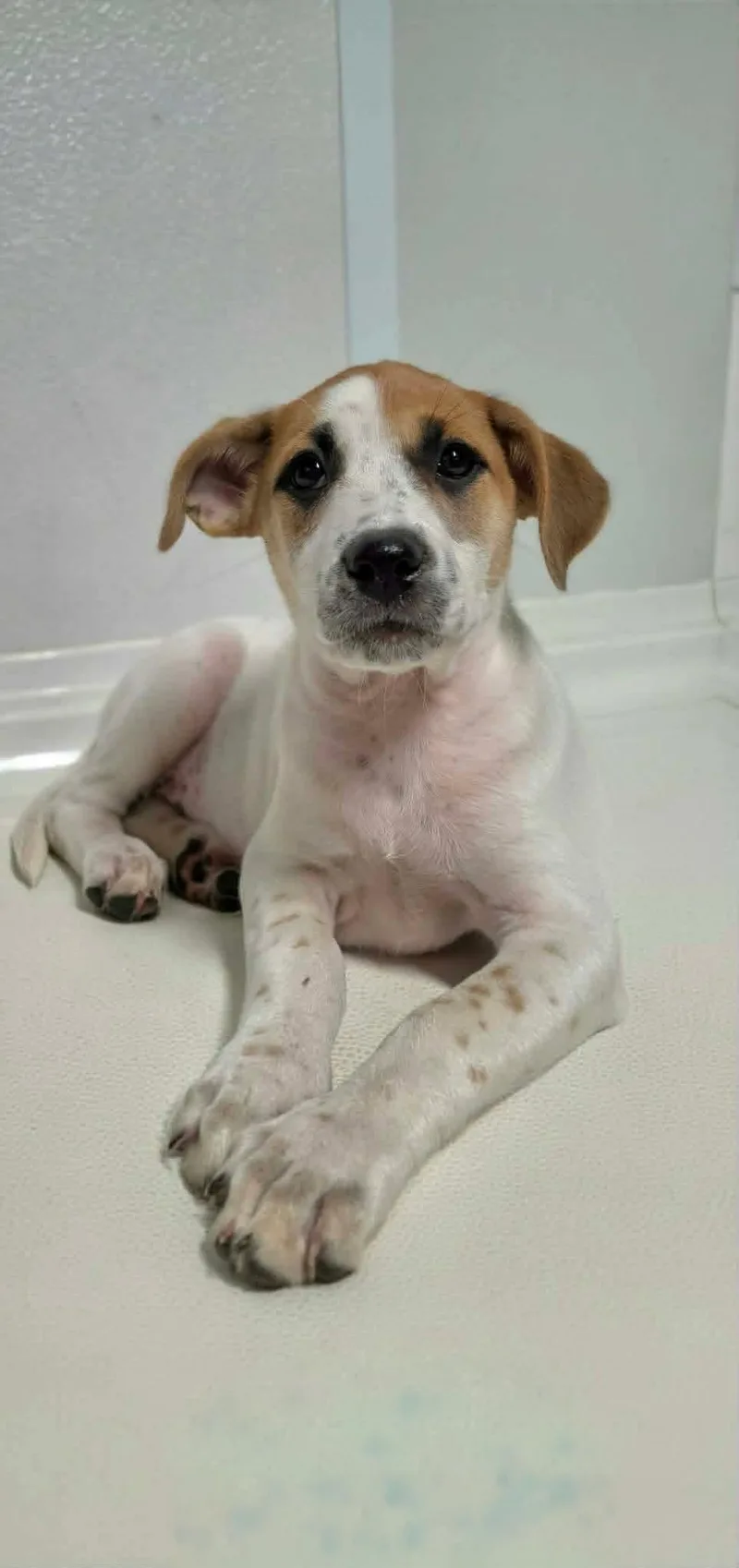 A baby medium-sized female White / Cream Mixed Breed dog named Mary Jane for adoption in BONIFAY, FL