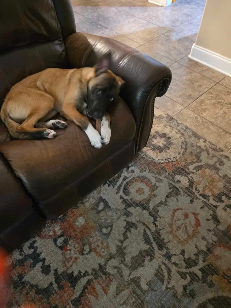 A young medium-sized male Belgian Shepherd / Malinois dog named Buddy for adoption in Cordova, TN