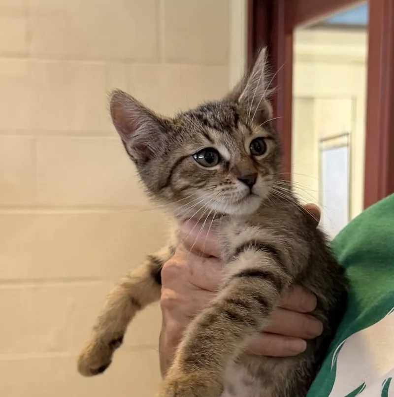 A baby medium-sized female Brown / Chocolate Domestic Short Hair cat named Ivy for adoption in Slidell, LA