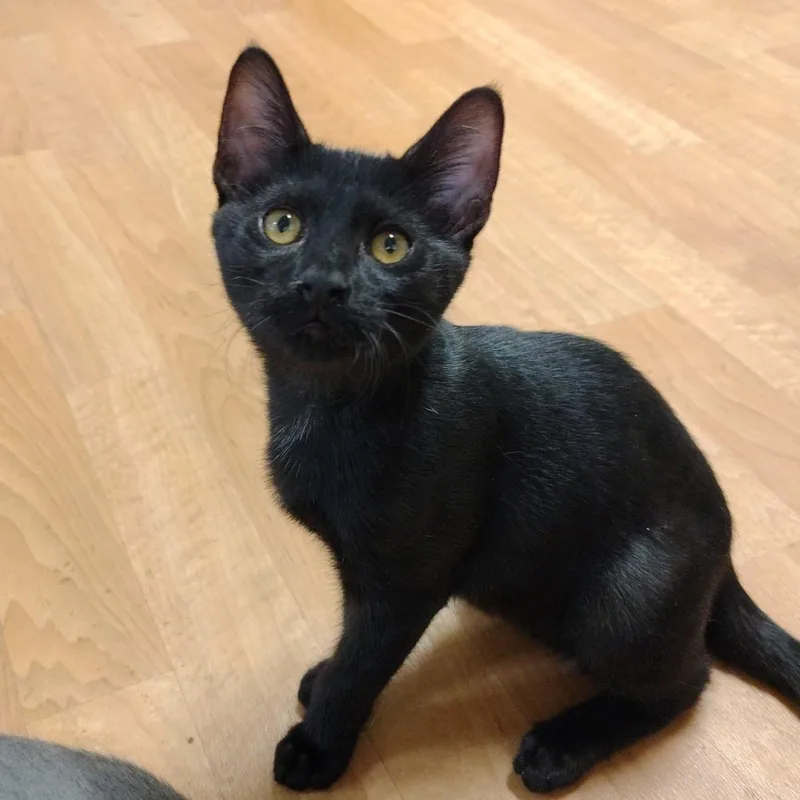 A baby medium-sized male Black Bombay cat named Steeler for adoption in Montour Falls, NY