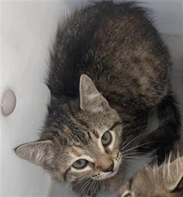 A baby medium-sized female Domestic Short Hair cat named Flower for adoption in Dallas, TX