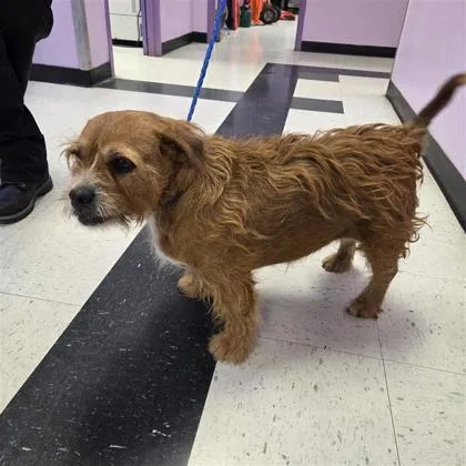 An adult medium-sized female Brown / Chocolate Terrier dog named 61647813 for adoption in El Paso, TX