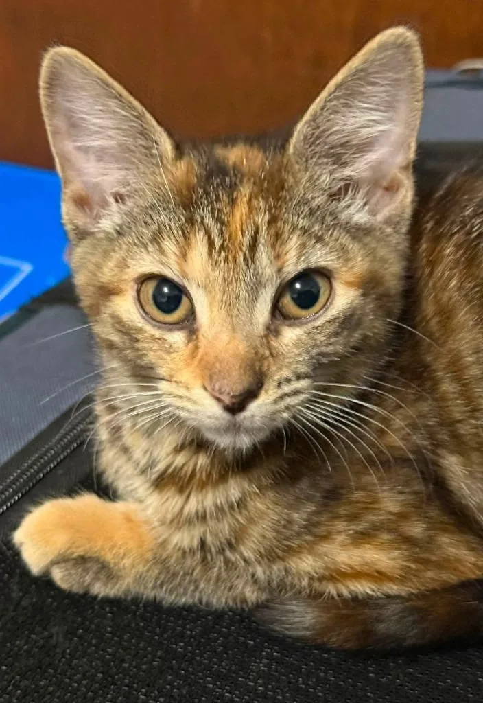 A baby small-sized female Domestic Short Hair cat named Darcy for adoption in Wintersville, OH