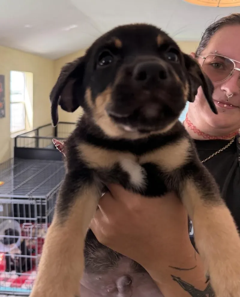 A baby small-sized male Brown / Chocolate American Bulldog dog named Koda gray for adoption in Lakeland, FL
