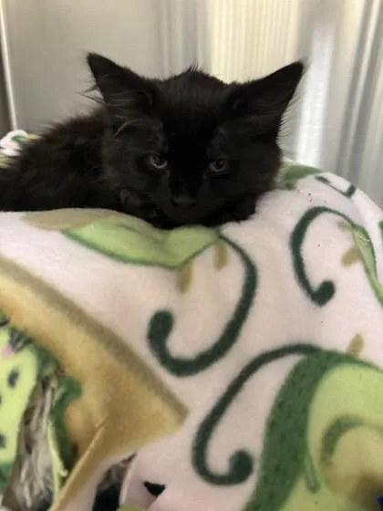 A young small-sized female Domestic Long Hair cat named Macaroni for adoption in Scotia, NY