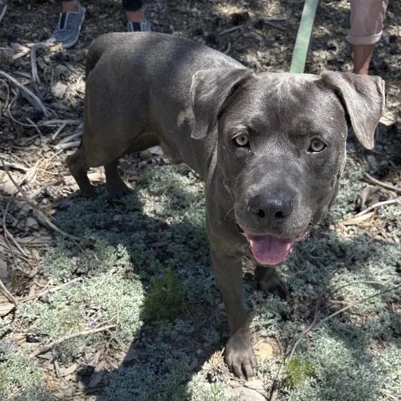 An adult large-sized male Gray / Blue / Silver Mastiff dog named Freckles for adoption in Stagecoach, NV