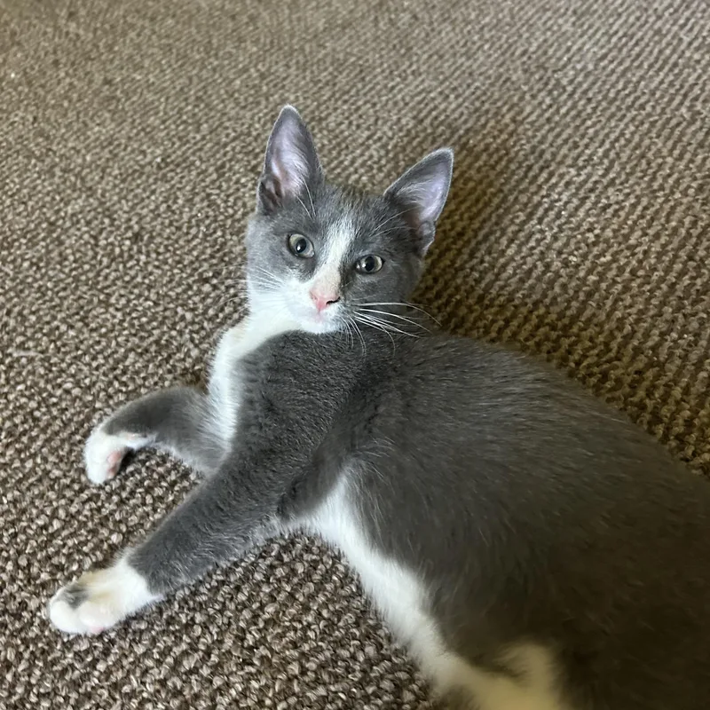 A young medium-sized female Gray & White Domestic Short Hair cat named Minnie for adoption in Hudson, NY