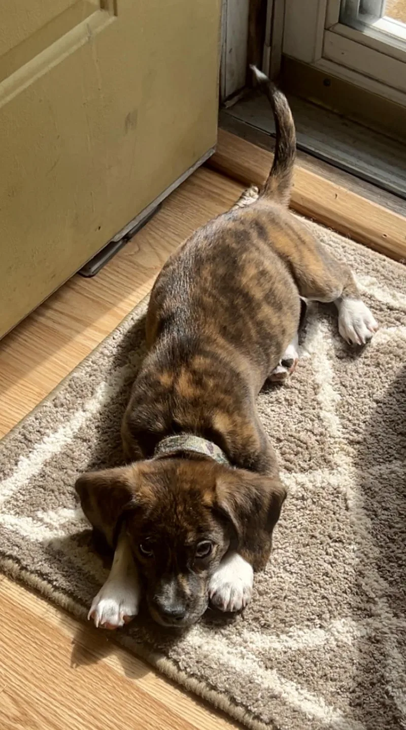 A baby small-sized male Brindle Dachshund dog named Marshall for adoption in Lacon, IL