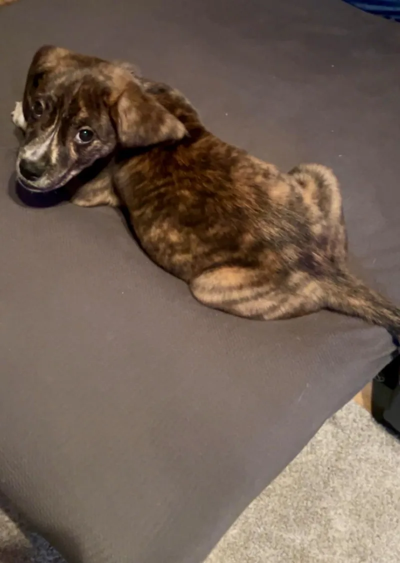 Marshall thumbnail 3