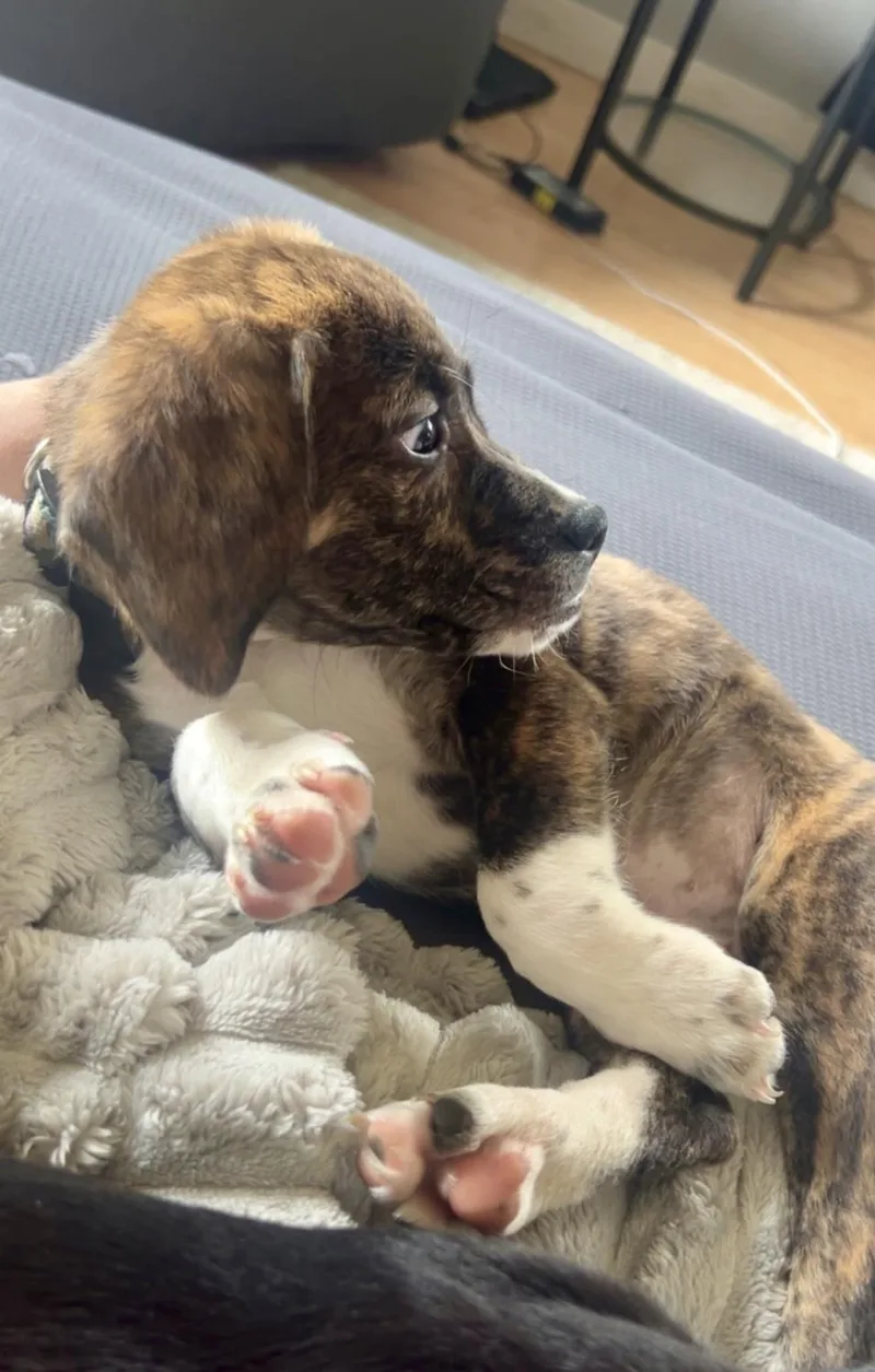 Marshall thumbnail 4