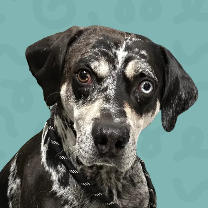 Bo