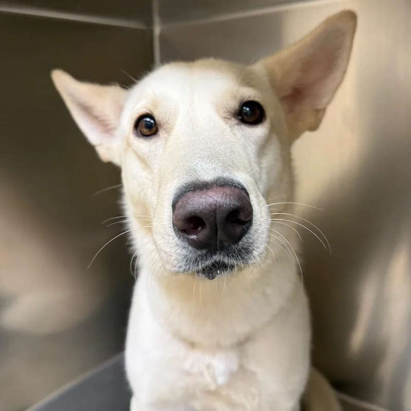 A young large-sized female White / Cream Mixed Breed dog named Hera for adoption in Winston-Salem, NC