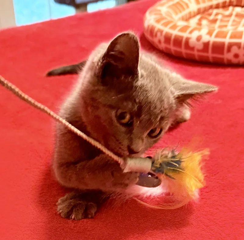 A baby medium-sized female Russian Blue cat named It's IVY Time for adoption in Lebanon, TN