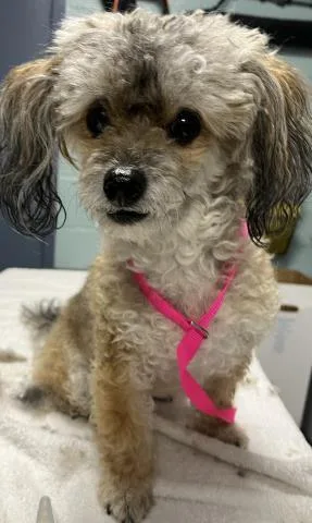 Bella