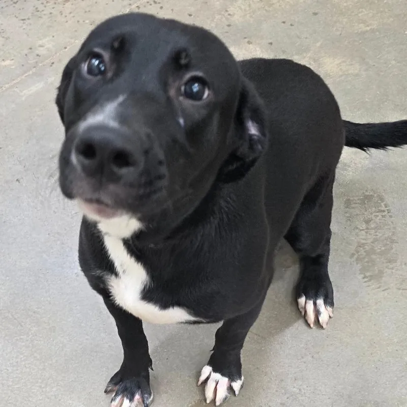 A young medium-sized female Black Labrador Retriever dog named Santa Clarita for adoption in Chatham, VA
