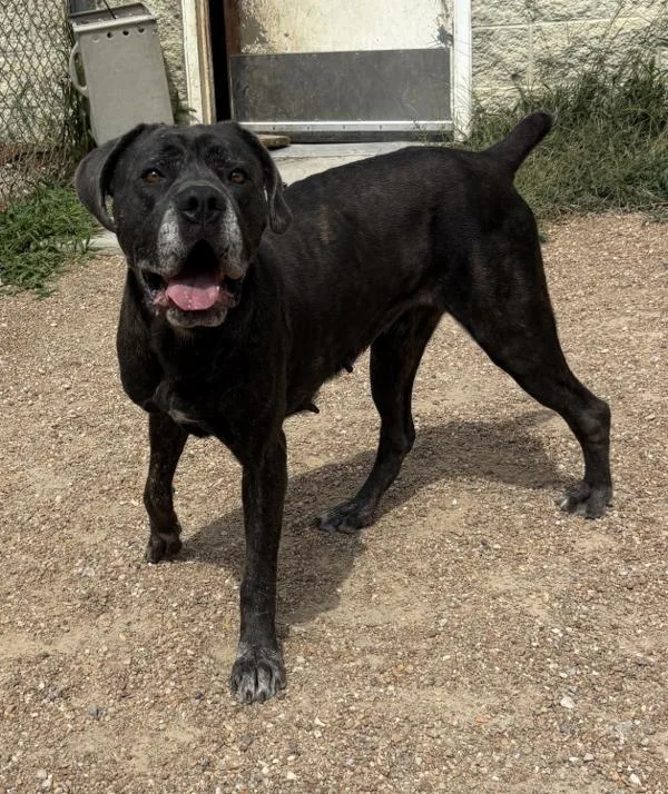 An adult extra large-sized female Cane Corso dog named Orbit for adoption in Virginia Beach, VA