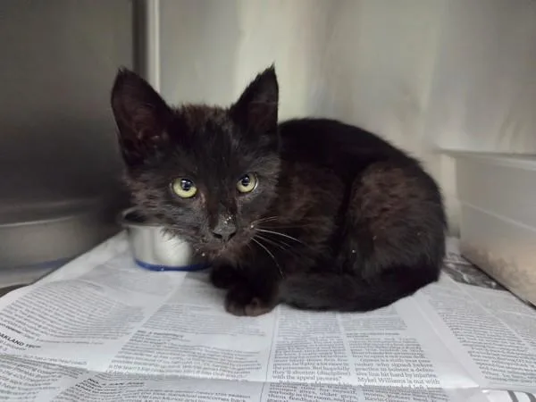 A baby small-sized male Domestic Short Hair cat named Todd for adoption in Hollister, CA