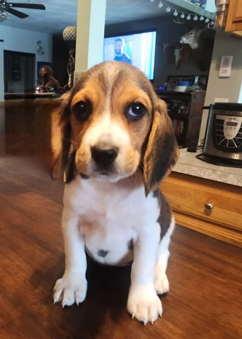 A young small-sized female Beagle dog named Lily for adoption in Lakeland, GA