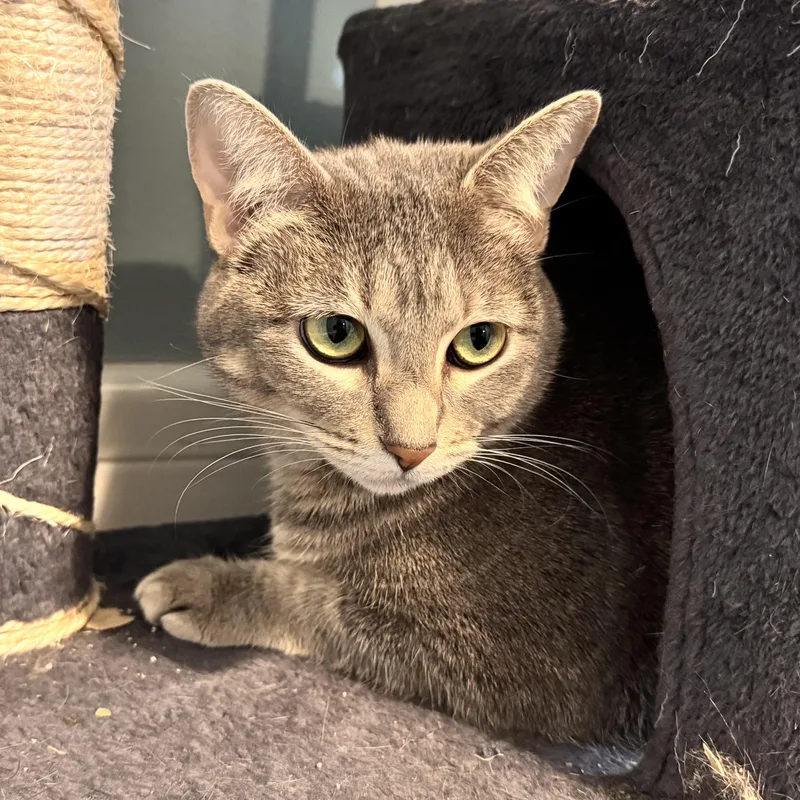Amelia thumbnail 4