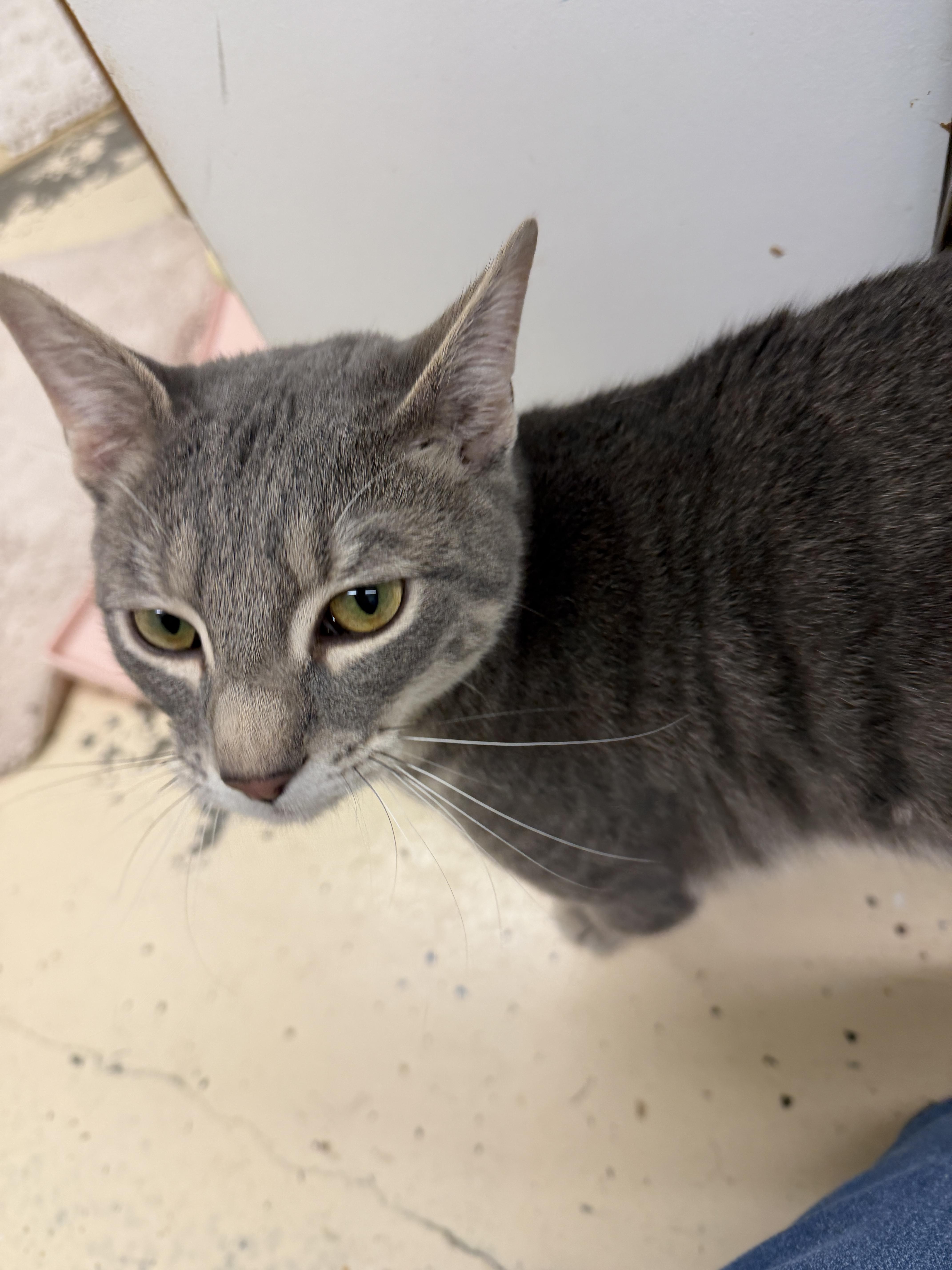 A young medium-sized male Tabby (Gray / Blue / Silver) Domestic Medium Hair cat named Jack for adoption in Crossville, TN