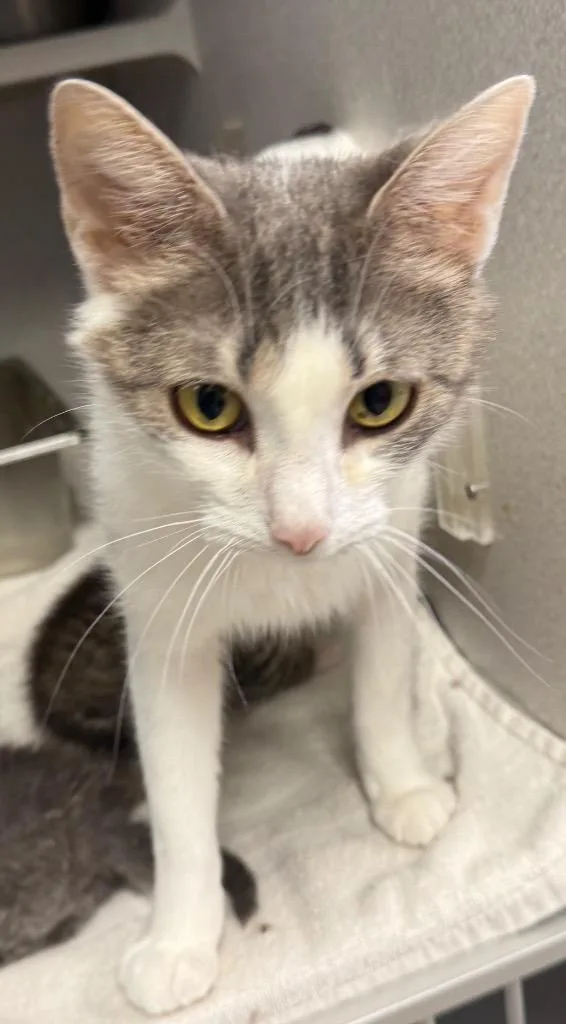 A young medium-sized female Domestic Short Hair cat named Mama Donna for adoption in Greencastle, IN