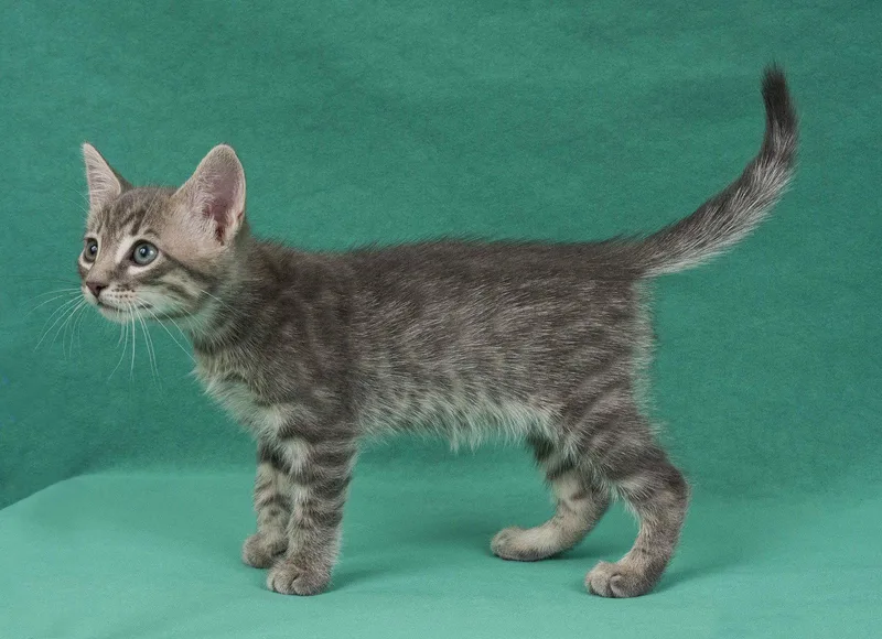 A young medium-sized male Domestic Short Hair cat named Wish for adoption in Davis, CA