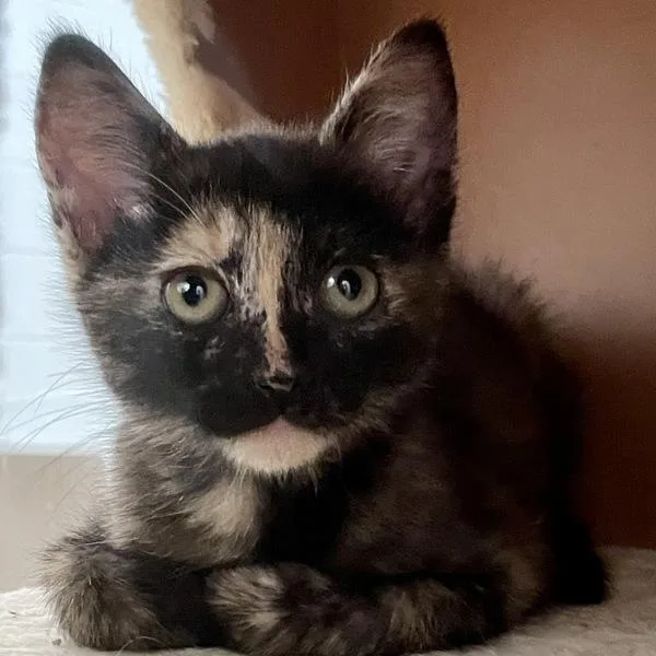 A baby small-sized female Domestic Short Hair cat named Lisa for adoption in Escondido, CA