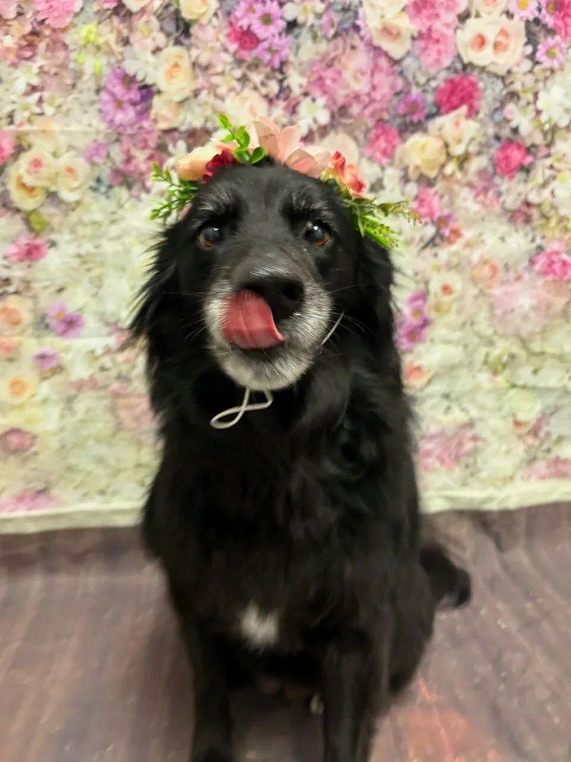 An adult medium-sized female Black Australian Shepherd dog named Sadie for adoption in Largo, FL
