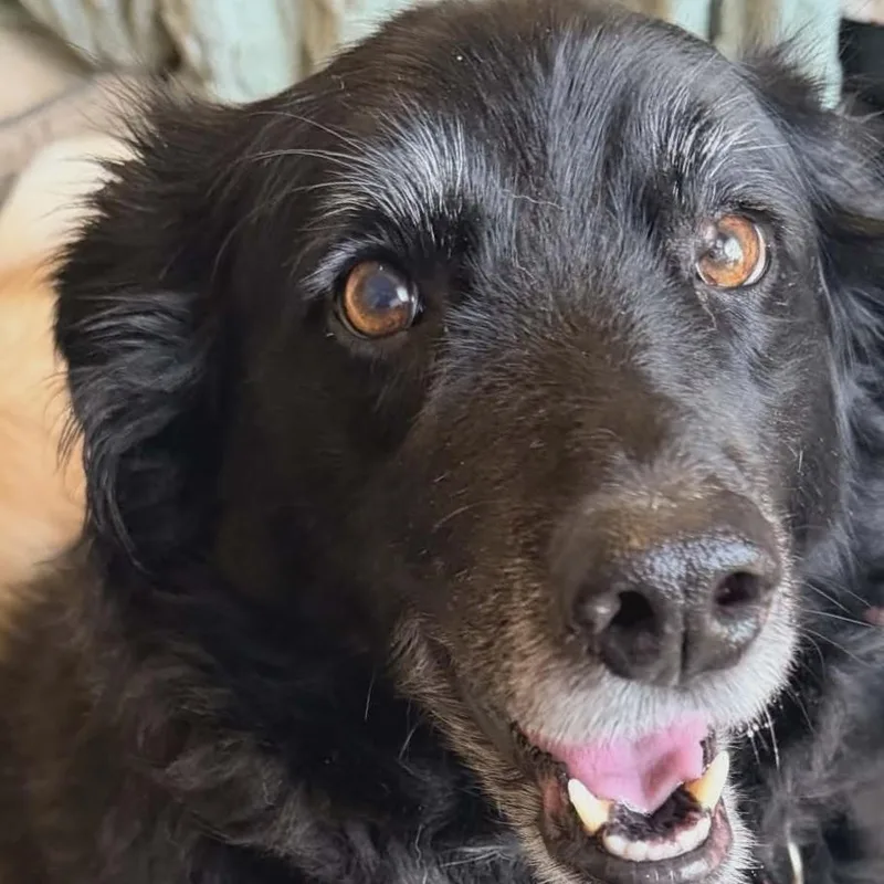 Sadie thumbnail 4
