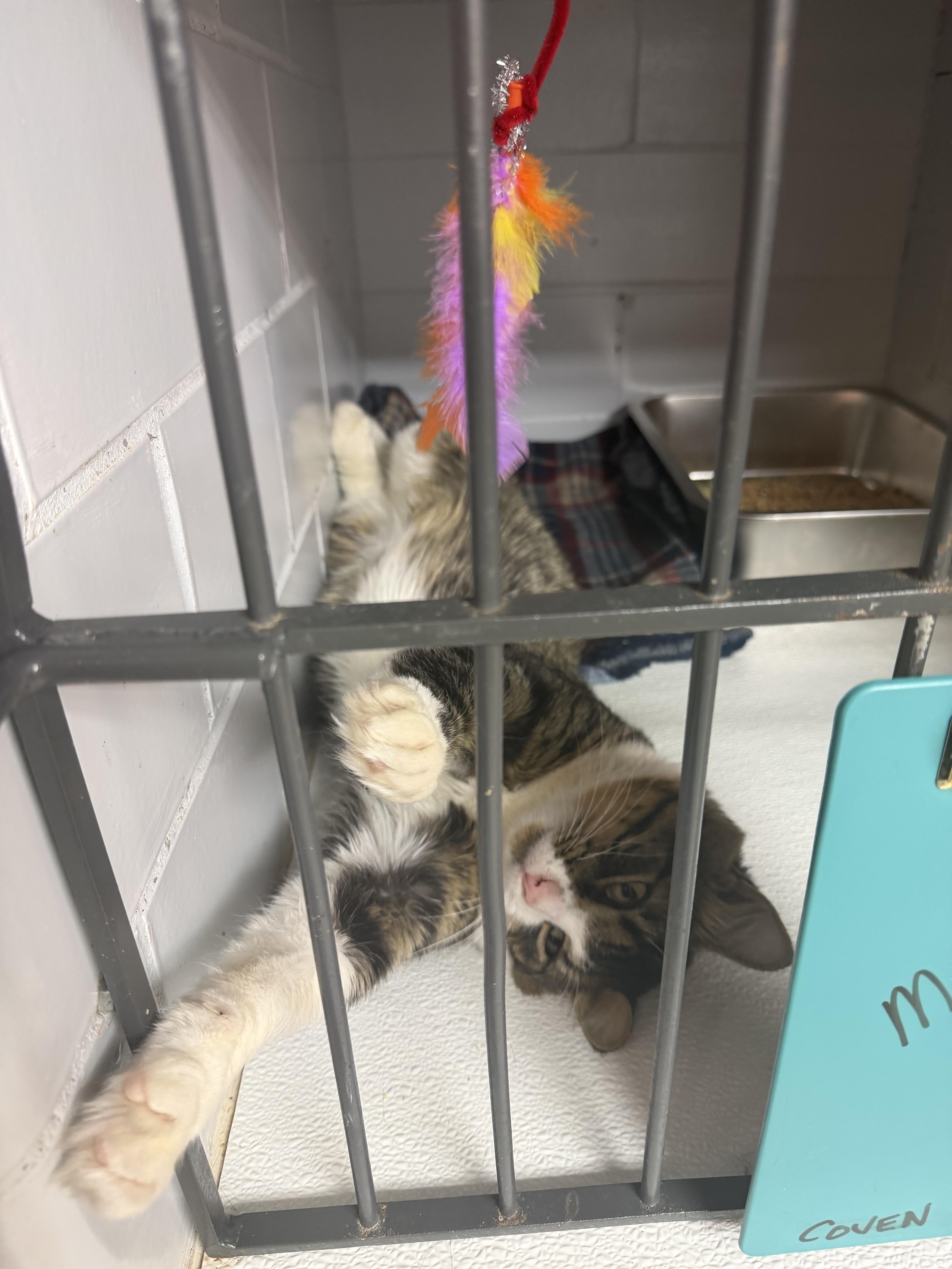 An adult medium-sized male Tabby (Buff / Tan / Fawn) Domestic Medium Hair cat named Marshmallow for adoption in warren, OH