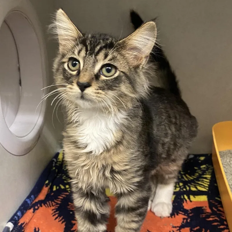 A baby small-sized male Brown / Chocolate Domestic Short Hair cat named Kermit for adoption in Dayton, OH